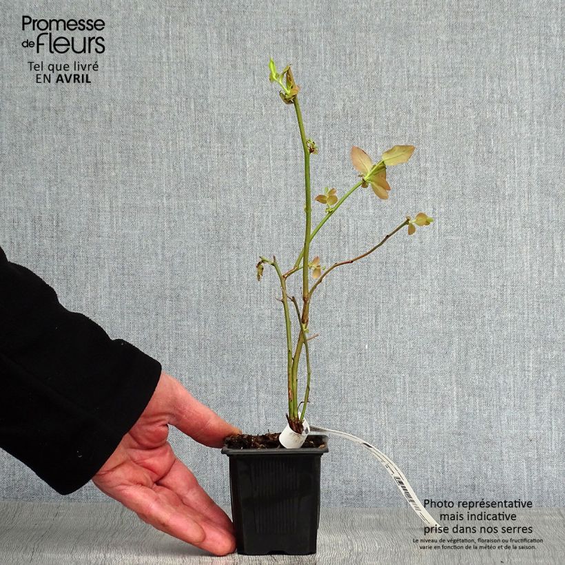 Amostra de Mirtileiro Yello!Berryblue - Vaccinium corymbosum Vaso de 8/9 cm, Arbusto tal como entregue na primavera