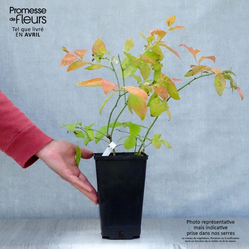 Amostra de Mirtileiro Yello!Berryblue - Vaccinium corymbosum Vaso de 2 L/3 L tal como entregue na primavera