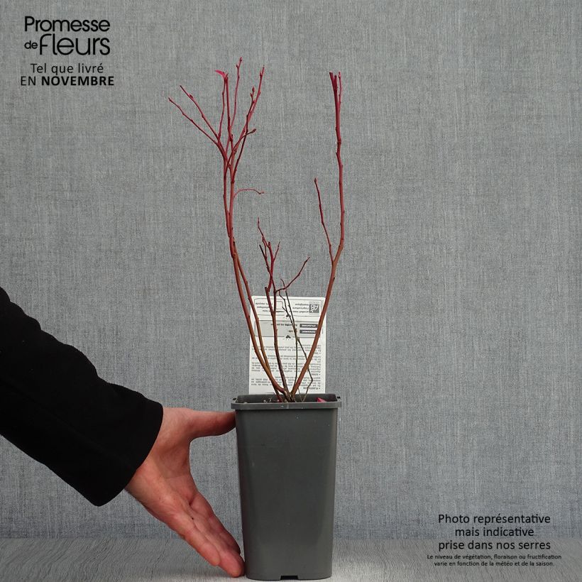 Amostra de Mirtiloeiro Patriot biológico - Vaccinium corymbosum x myrtillus Vaso de 1,5 L/2 L, Arbusto tal como entregue no outono
