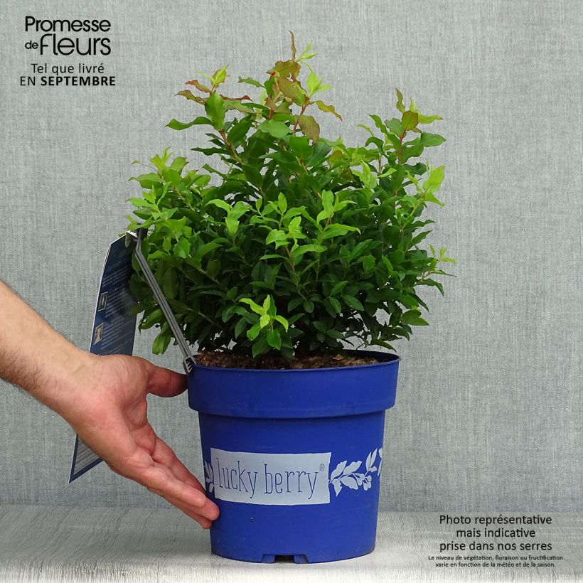Amostra de Mirtilo Lucky Berry - Vaccinium corymbosum Vaso de 4 L/5 L, Tufo tal como entregue no outono
