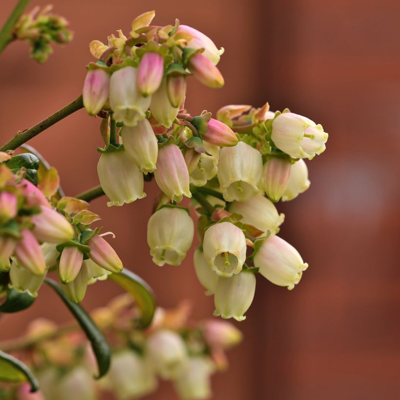 Mirtiloeiro Patriot biológico - Vaccinium corymbosum x myrtillus (Floração)