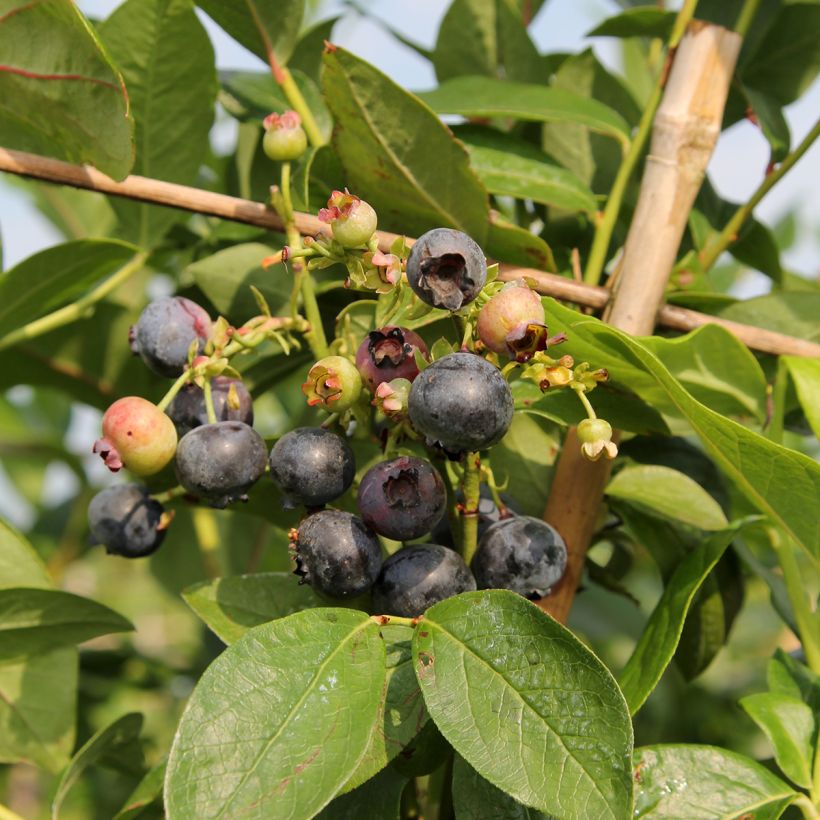 Mirtiloeiro Patriot biológico - Vaccinium corymbosum x myrtillus (Colheita)