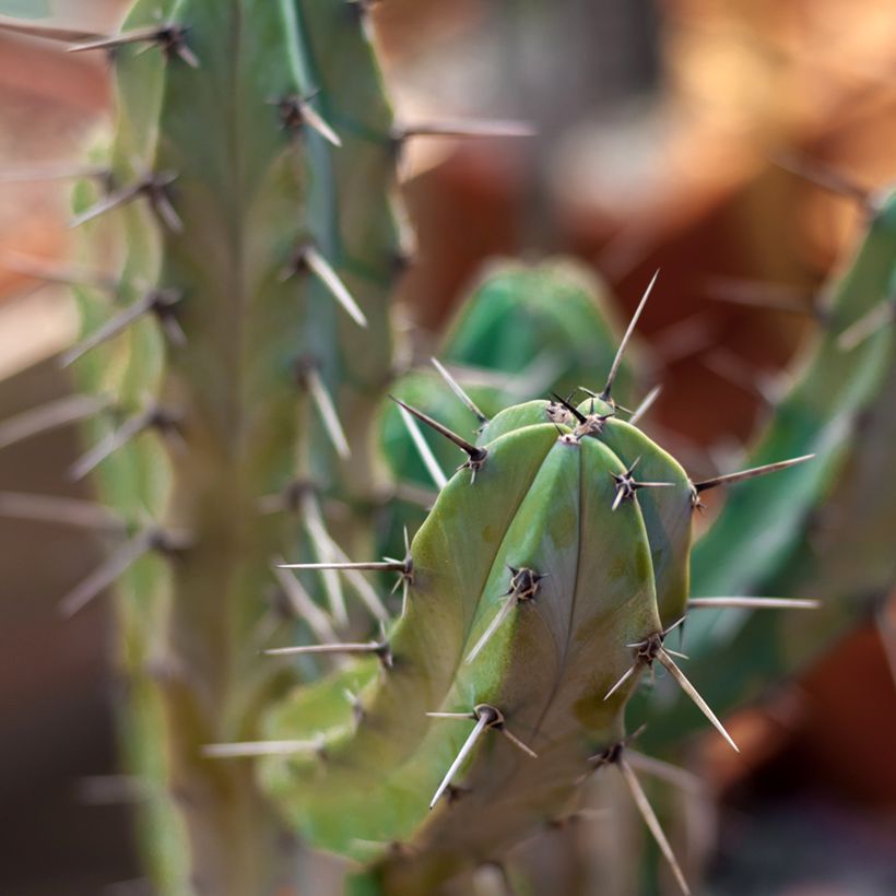 Myrtillocactus geometrizans - Cacto azul (Folhagem)