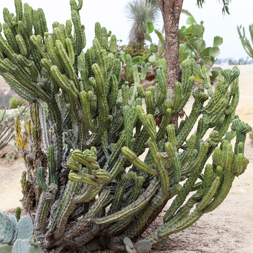 Myrtillocactus geometrizans - Cacto azul (Hábito)