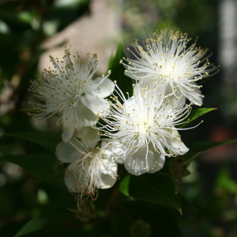 Myrtus communis (Floração)