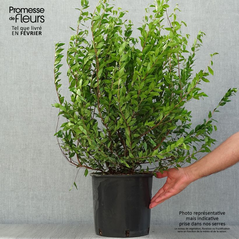 Amostra de Myrtus communis Vaso de 7,5 L/10 L tal como entregue no outono