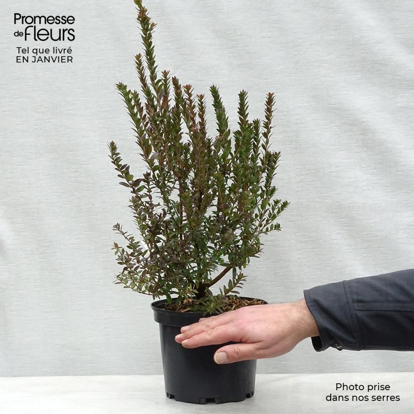Amostra de Myrtus communis Tarentina - Myrte commun  Vaso de 2 L/3 L tal como entregue no inverno