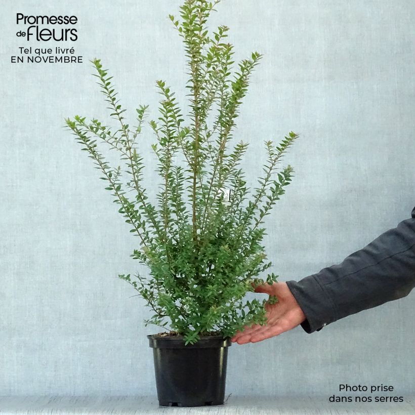 Amostra de Myrtus communis subsp. tarentina Vaso de 2 L/3 L tal como entregue no outono