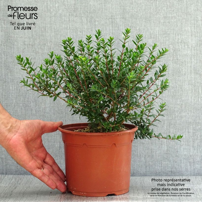 Amostra de Myrtus communis subsp. tarentina Vaso de 2 L/3 L tal como entregue no verão