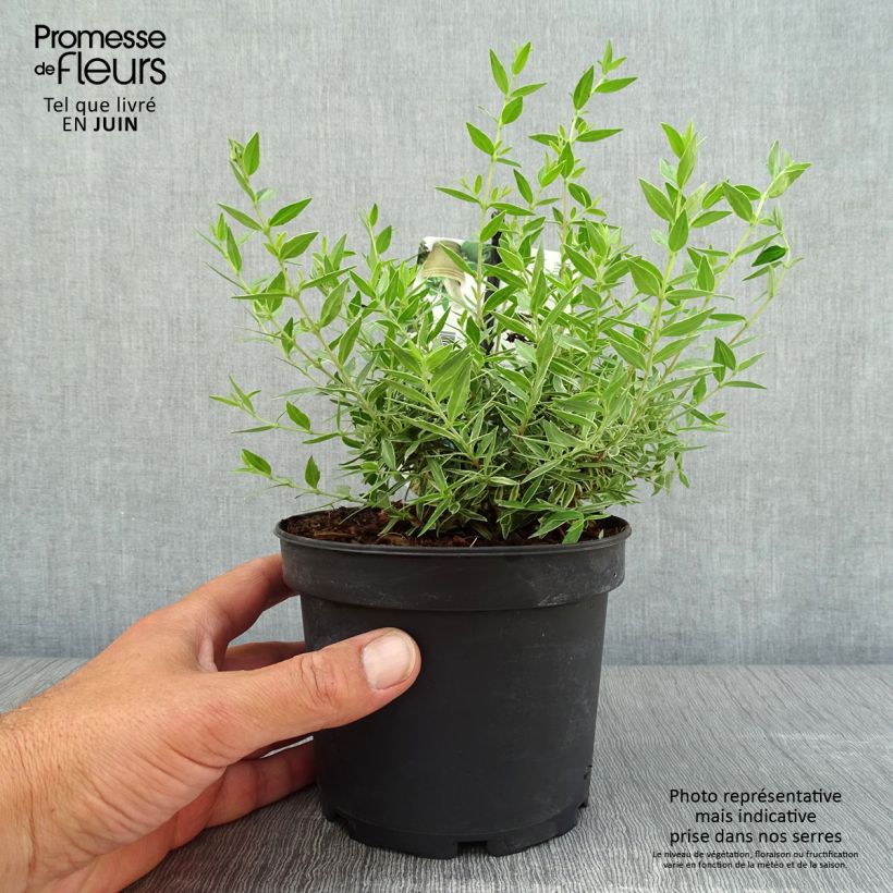 Amostra de Murta Variegata Vaso de 1,5 L/2 L tal como entregue no verão