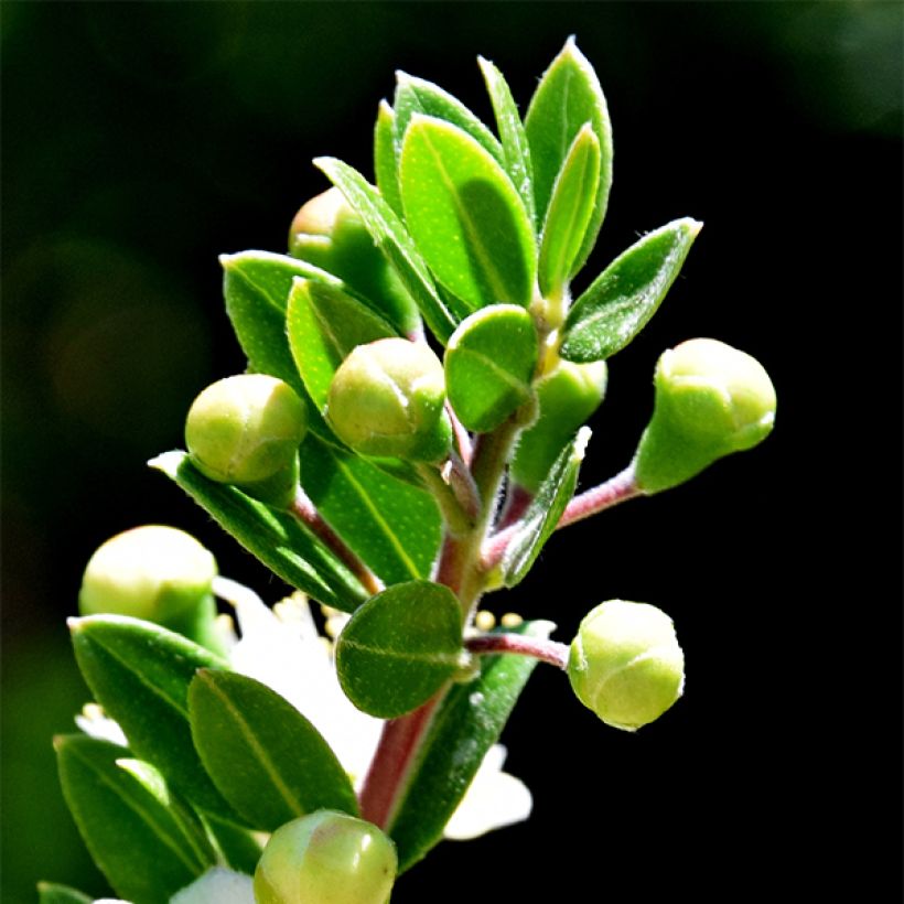 Myrtus communis subsp. tarentina (Folhagem)