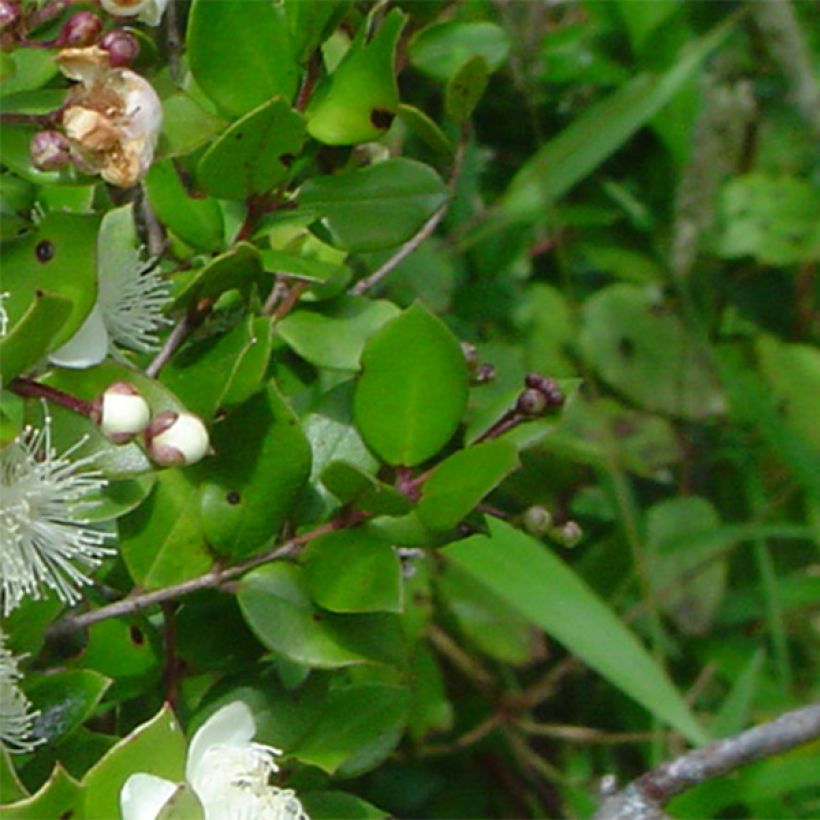 Myrtus luma (Folhagem)