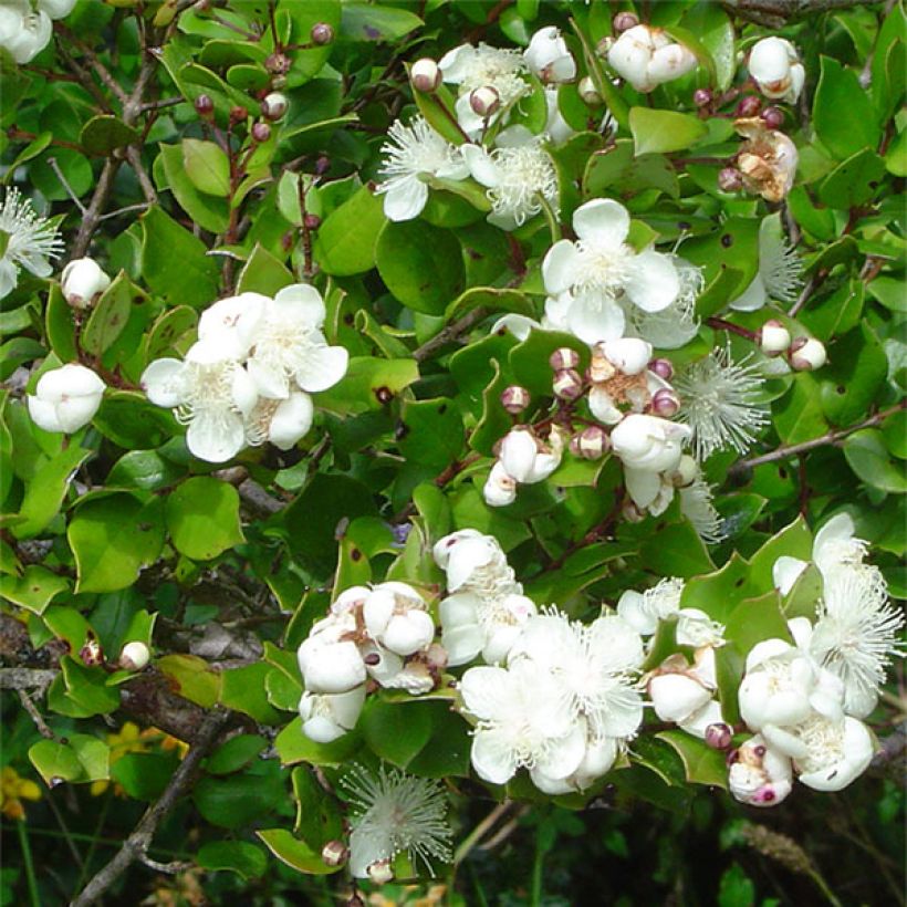 Myrtus luma (Floração)