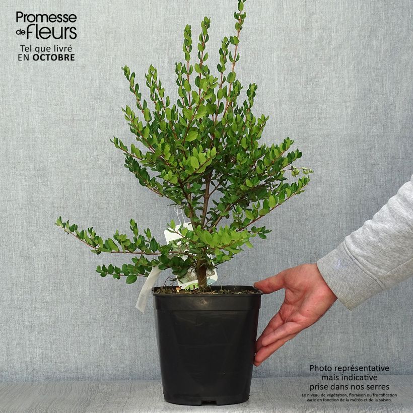 Amostra de Myrtus luma Vaso de 3 L/4 L tal como entregue no outono