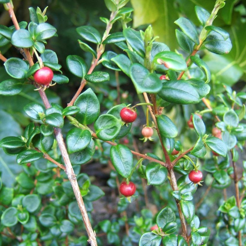 Myrtus ugni (Folhagem)