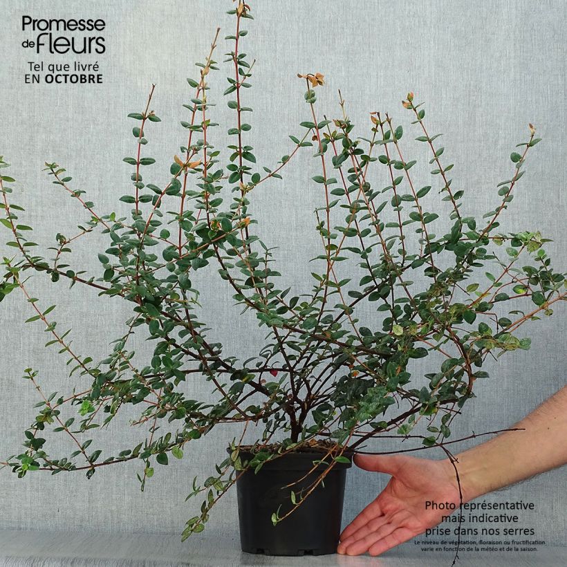 Amostra de Myrtus ugni Vaso de 2 L/3 L tal como entregue no outono