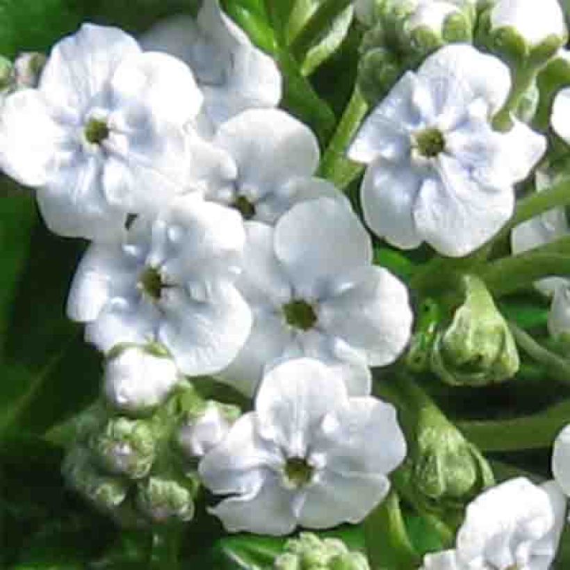 Myosotidium hortensia Alba (Floração)