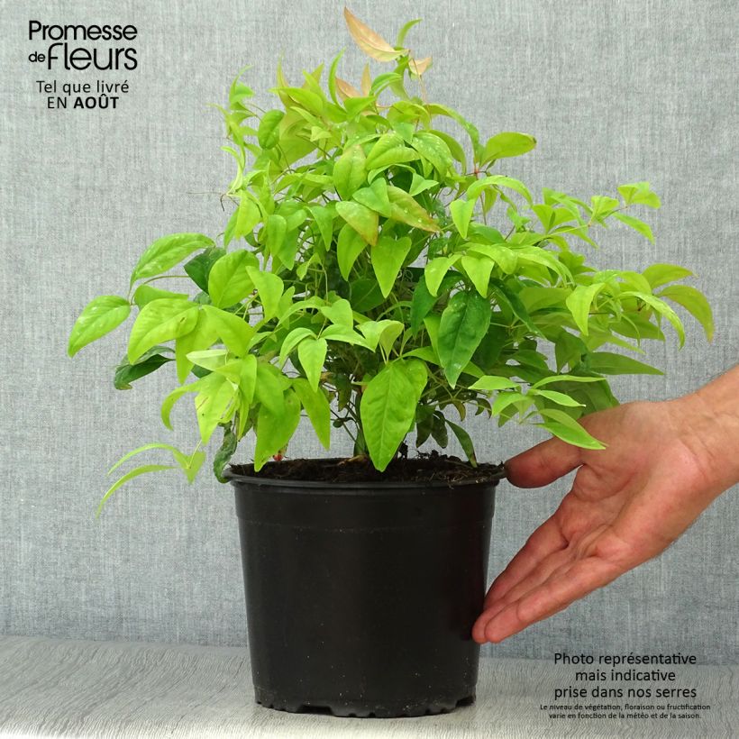 Amostra de Nandina domestica Wood's Dwarf Vaso de 2 L/3 L tal como entregue no verão