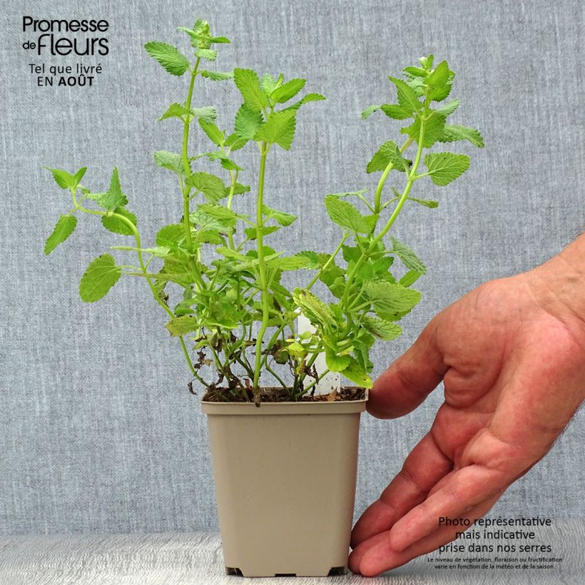 Amostra de Nepeta grandiflora Zinser's Giant Vaso de 8/9 cm tal como entregue no verão