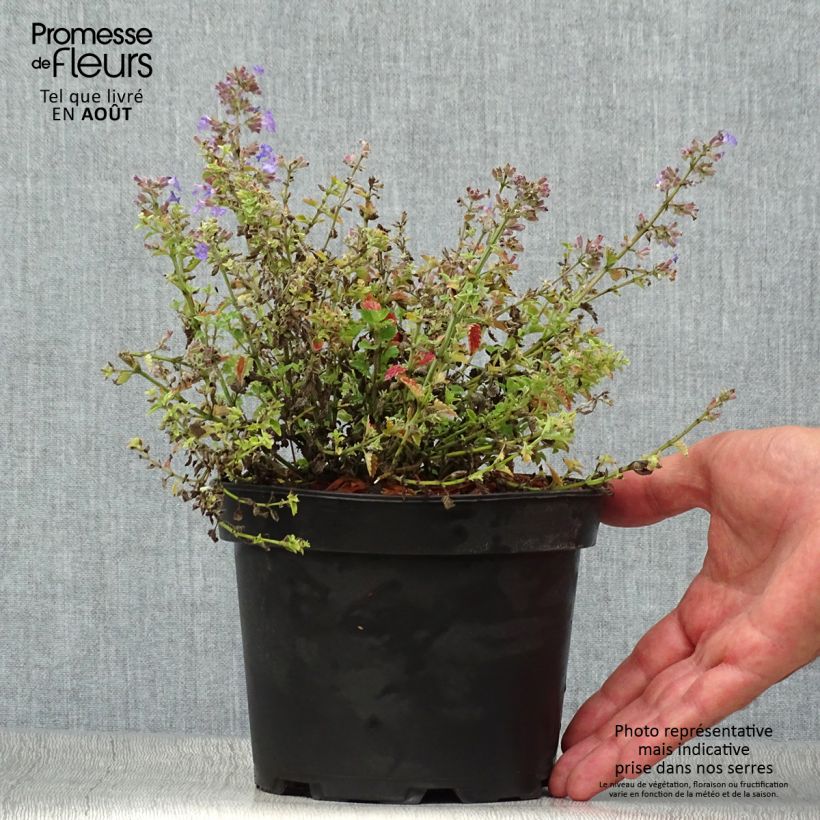 Amostra de Nepeta faassenii Kit Cat Vaso de 2 L/3 L tal como entregue no verão