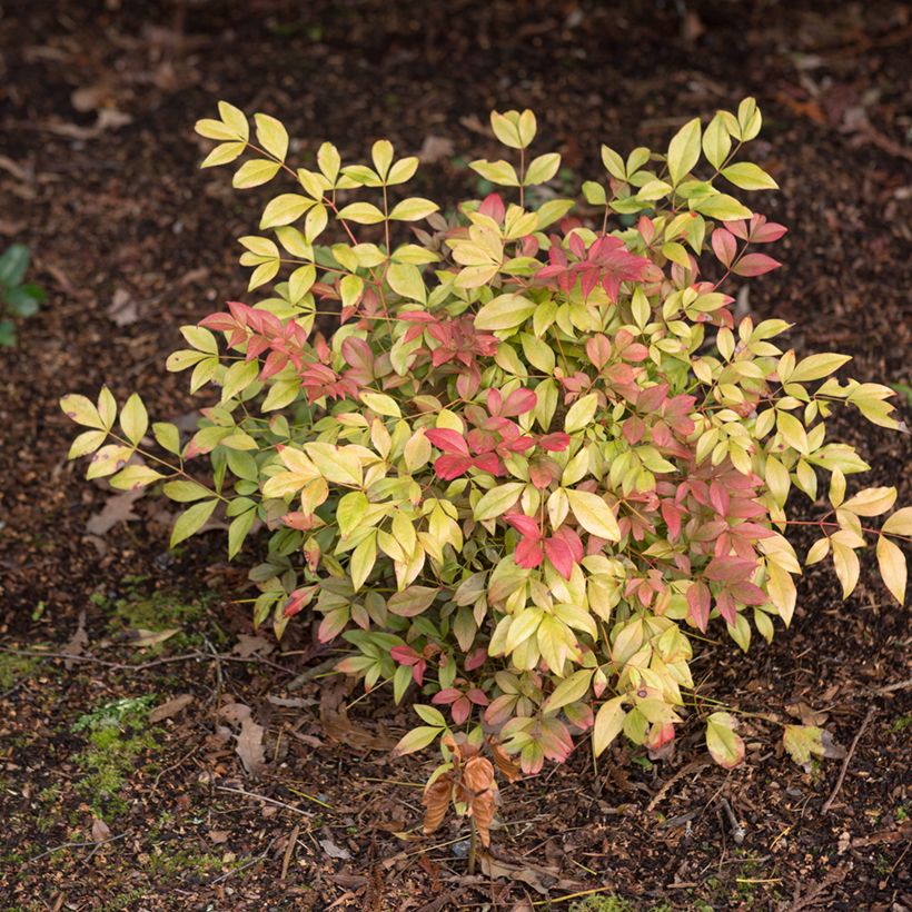 Nandina domestica Obsessed Seika (Hábito)