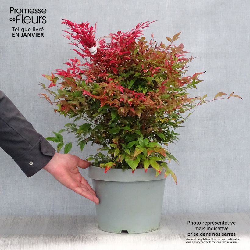 Amostra de Nandina domestica Obsessed Seika Vaso de 7,5 L/10 L tal como entregue no inverno