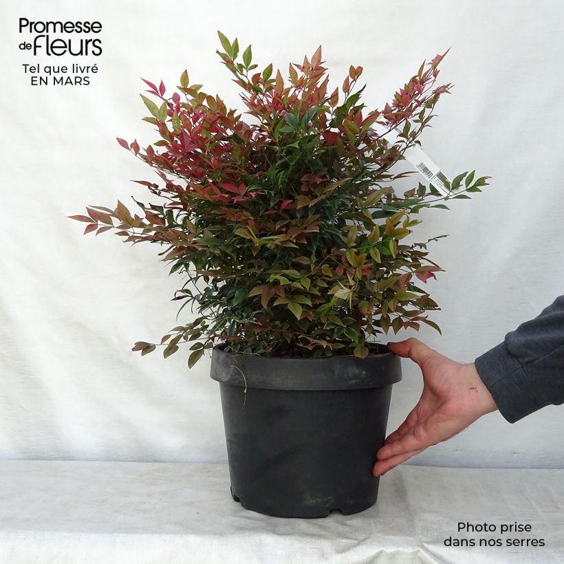 Amostra de Nandina domestica Obsessed Seika Vaso de 7,5 L/10 L tal como entregue na primavera