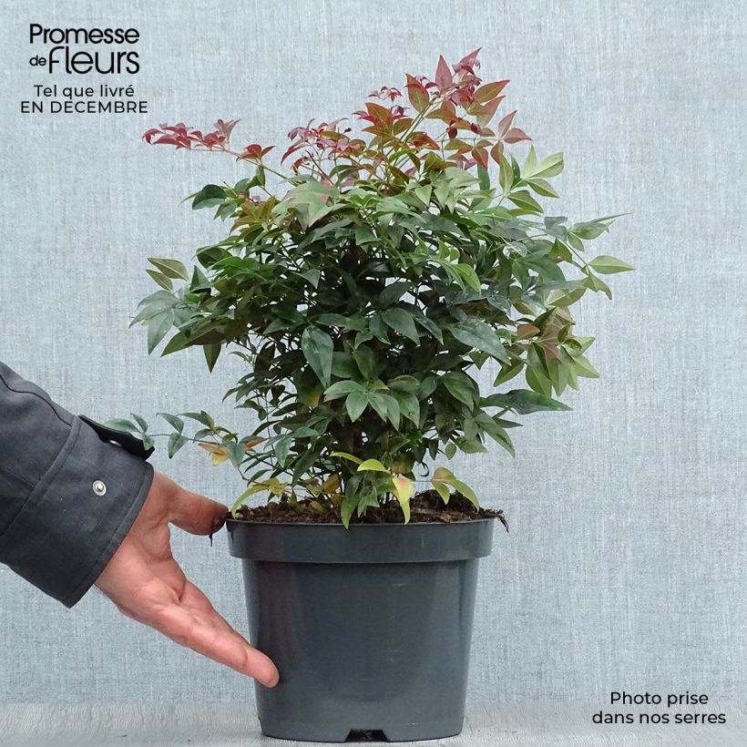 Amostra de Nandina domestica Obsessed Seika Vaso de 2 L/3 L tal como entregue no inverno