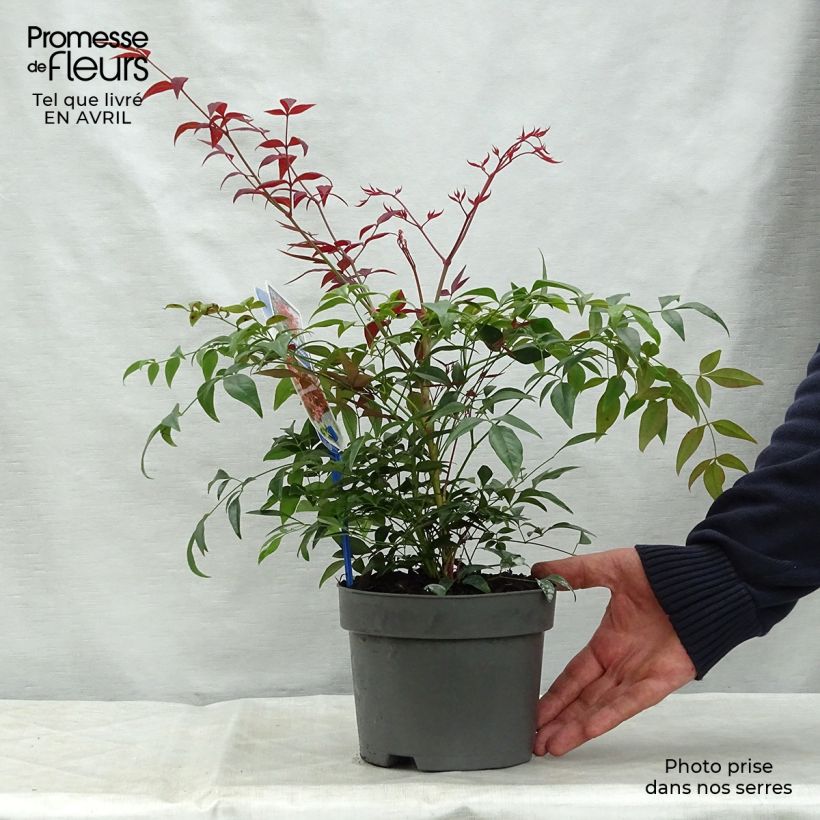 Amostra de Nandina domestica Obsessed Seika Vaso de 2 L/3 L tal como entregue na primavera