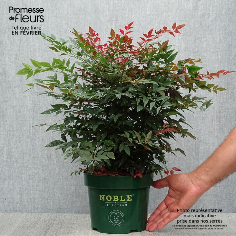 Amostra de Nandina domestica Obsessed Seika Vaso de 2 L/3 L tal como entregue no outono