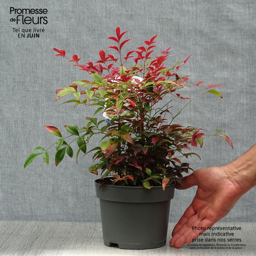 Amostra de Nandina domestica Obsessed Seika Vaso de 2 L/3 L tal como entregue no verão