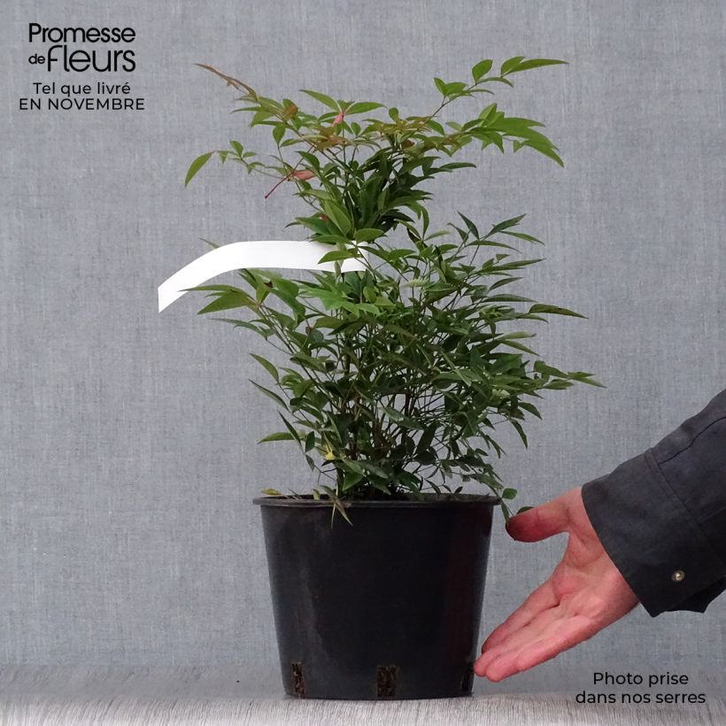 Amostra de Nandina domestica - Bambu-sagrado Vaso de 2 L/3 L tal como entregue no outono