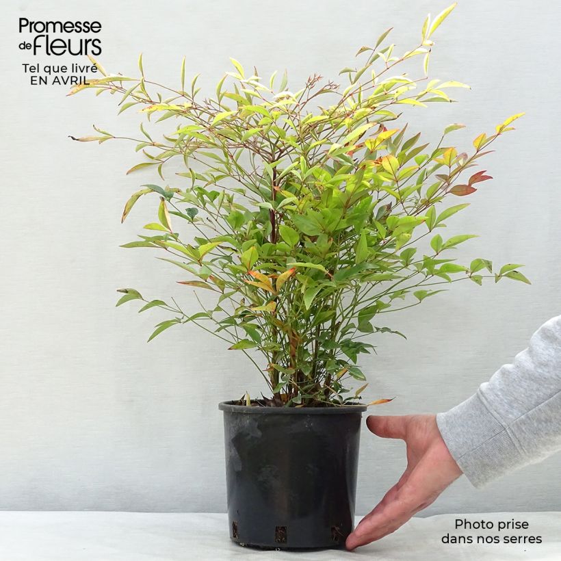 Amostra de Nandina domestica - Bambu-sagrado Vaso de 2 L/3 L tal como entregue na primavera