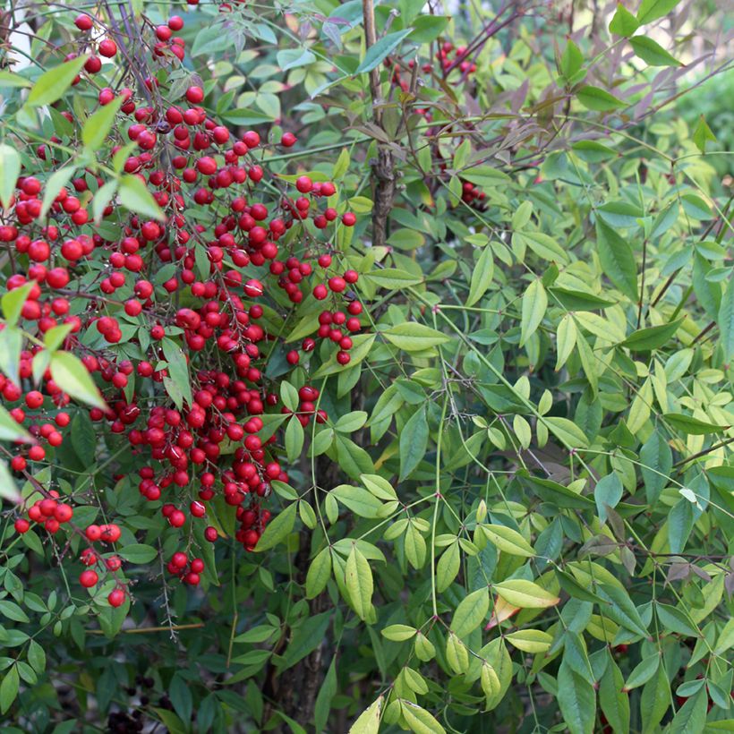 Nandina domestica - Bambu-sagrado (Folhagem)