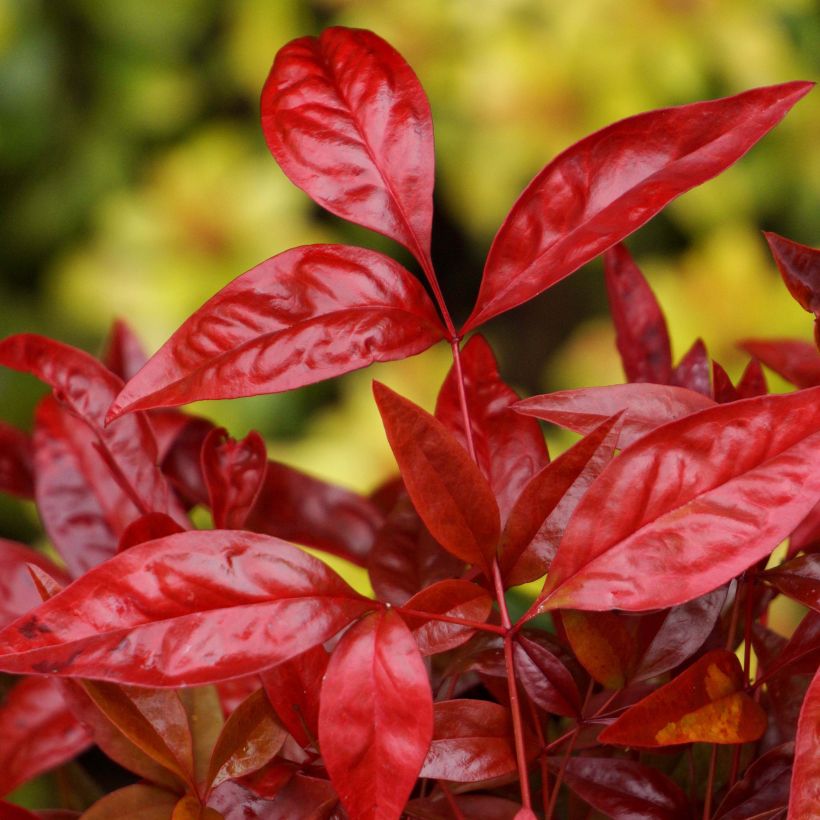 Nandina domestica Blush Pink (Folhagem)