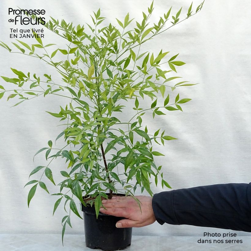 Amostra de Bambou sacré - Nandina domestica Brightlight Vaso de 3 L/4 L tal como entregue no inverno