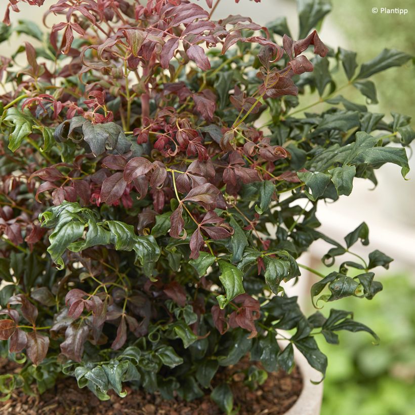 Nandina domestica Curly Obsessed (Folhagem)