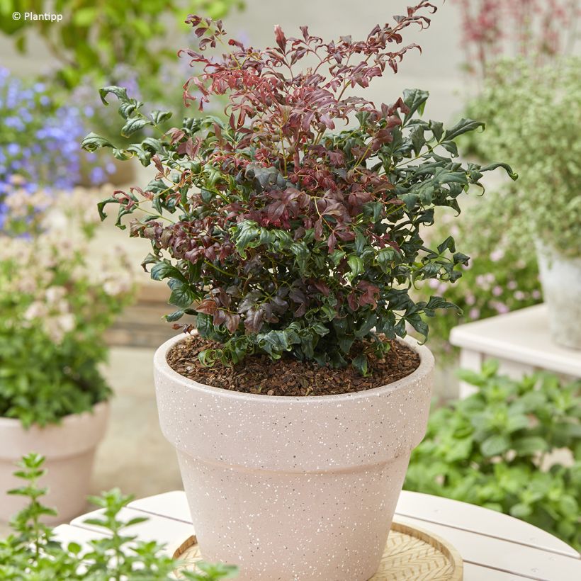 Nandina domestica Curly Obsessed (Hábito)