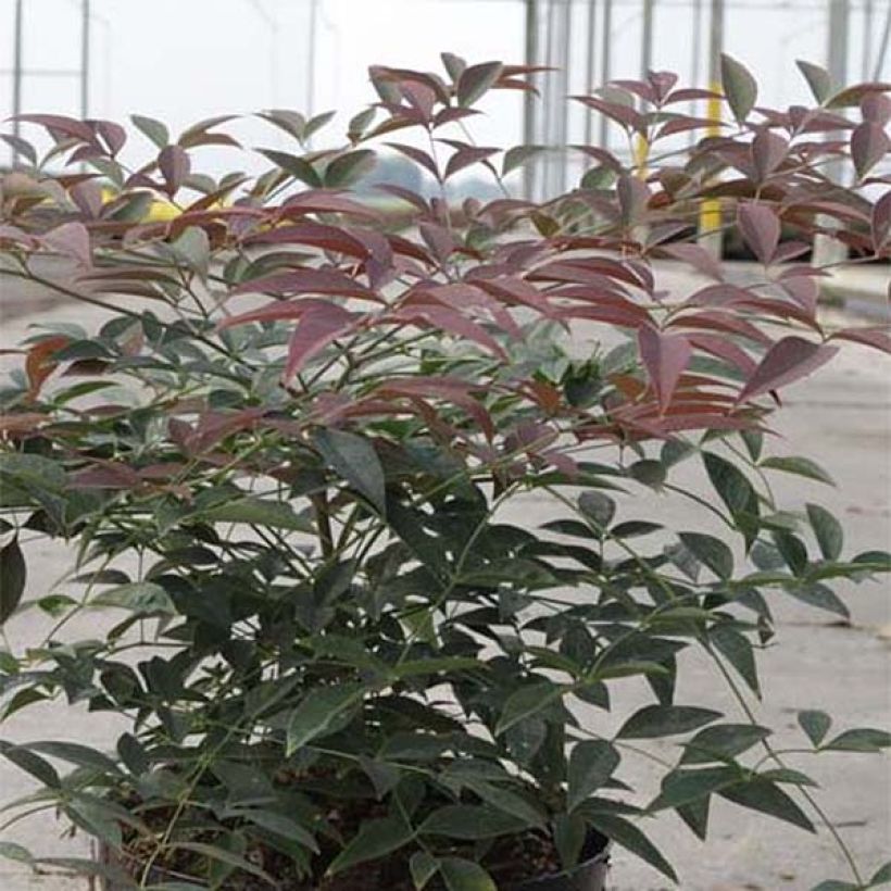 Nandina domestica Flirt (Folhagem)