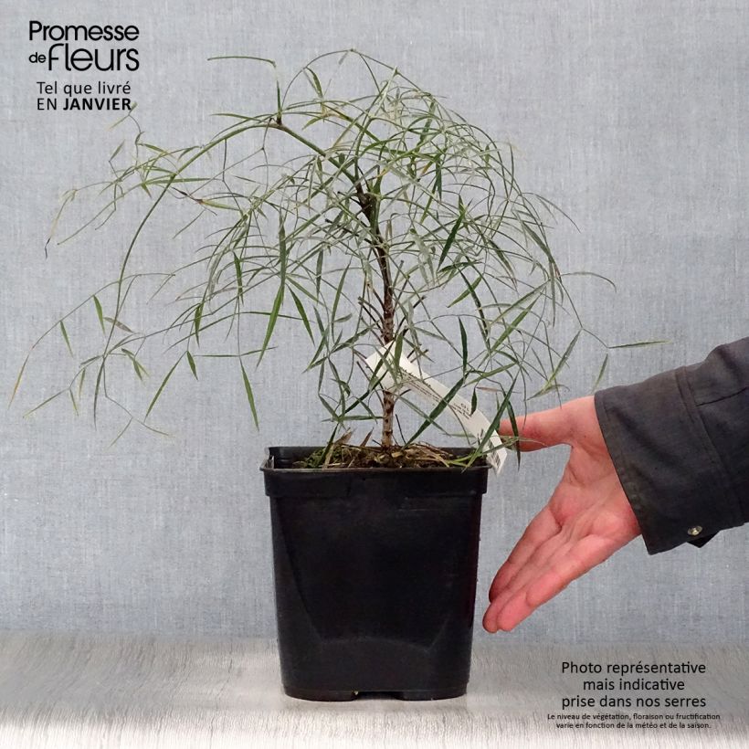 Amostra de Nandina domestica Filamentosa Vaso de 2 L/3 L tal como entregue no inverno