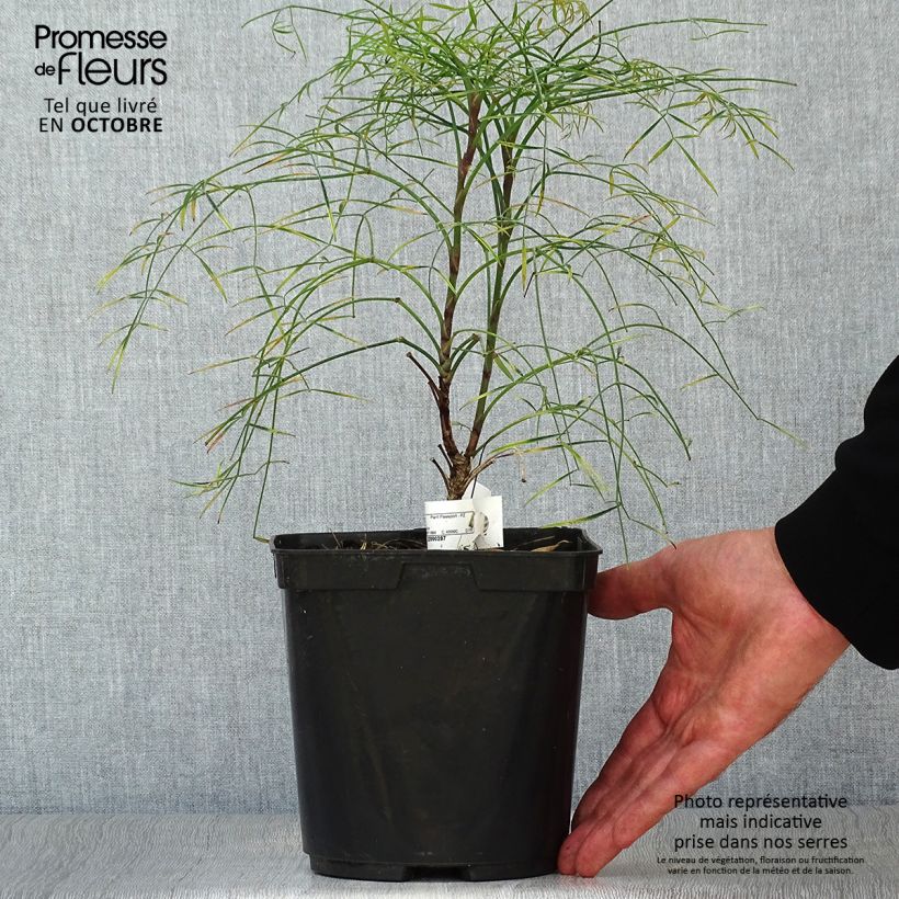 Amostra de Nandina domestica Filamentosa Vaso de 2 L/3 L tal como entregue no outono
