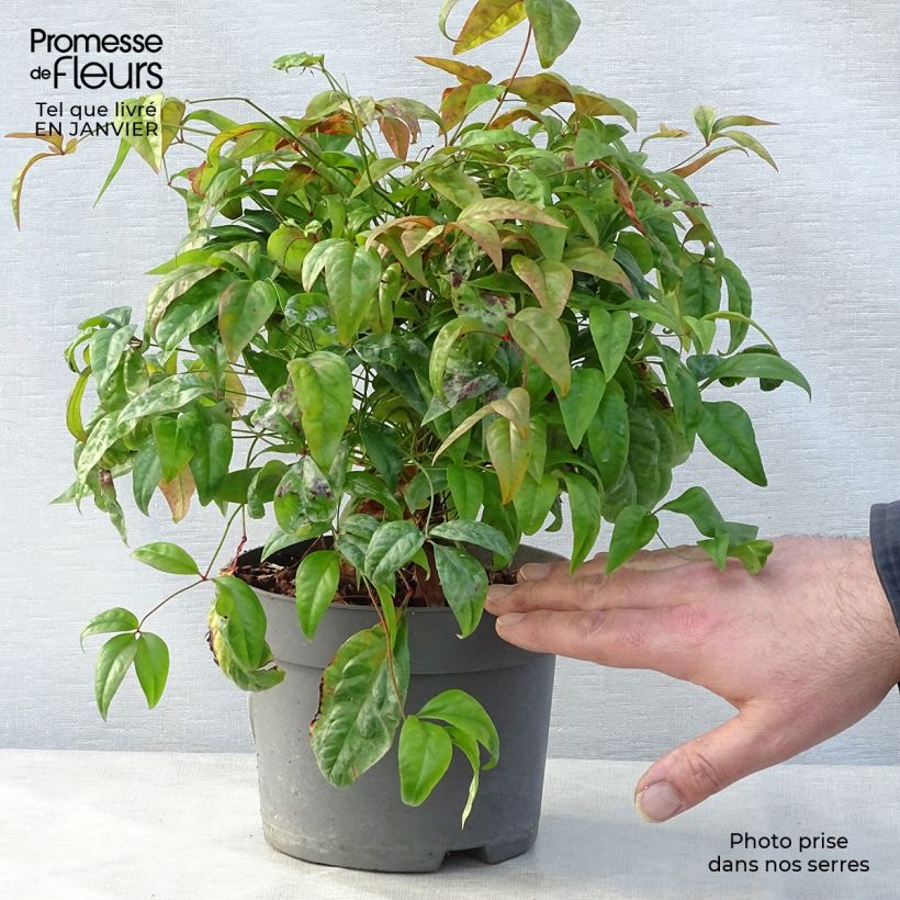 Amostra de Nandina domestica Fire Power Vaso de 2 L/3 L tal como entregue no inverno