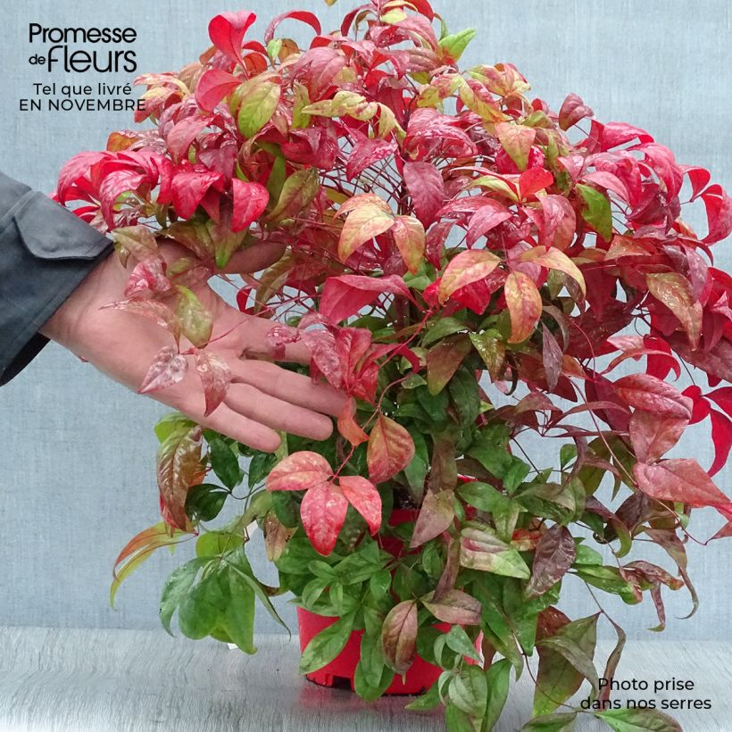 Amostra de Nandina domestica Fire Power Vaso de 2 L/3 L tal como entregue no outono