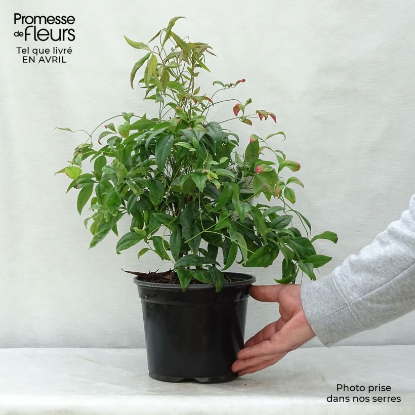 Amostra de Nandina domestica Fire Power Vaso de 2 L/3 L tal como entregue na primavera