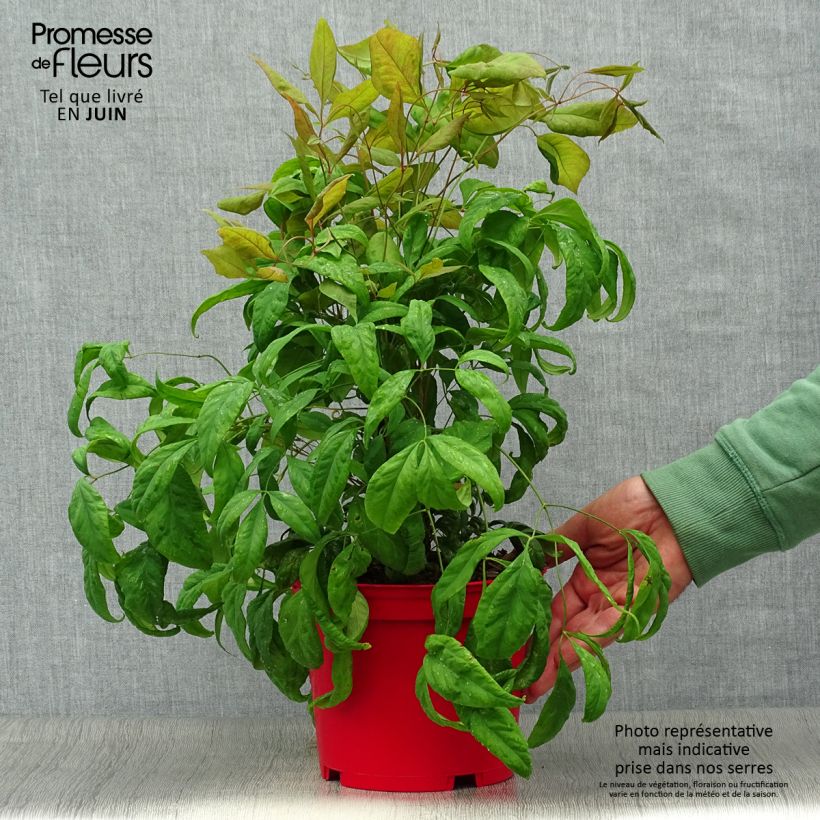 Amostra de Nandina domestica Fire Power Vaso de 2 L/3 L tal como entregue no verão