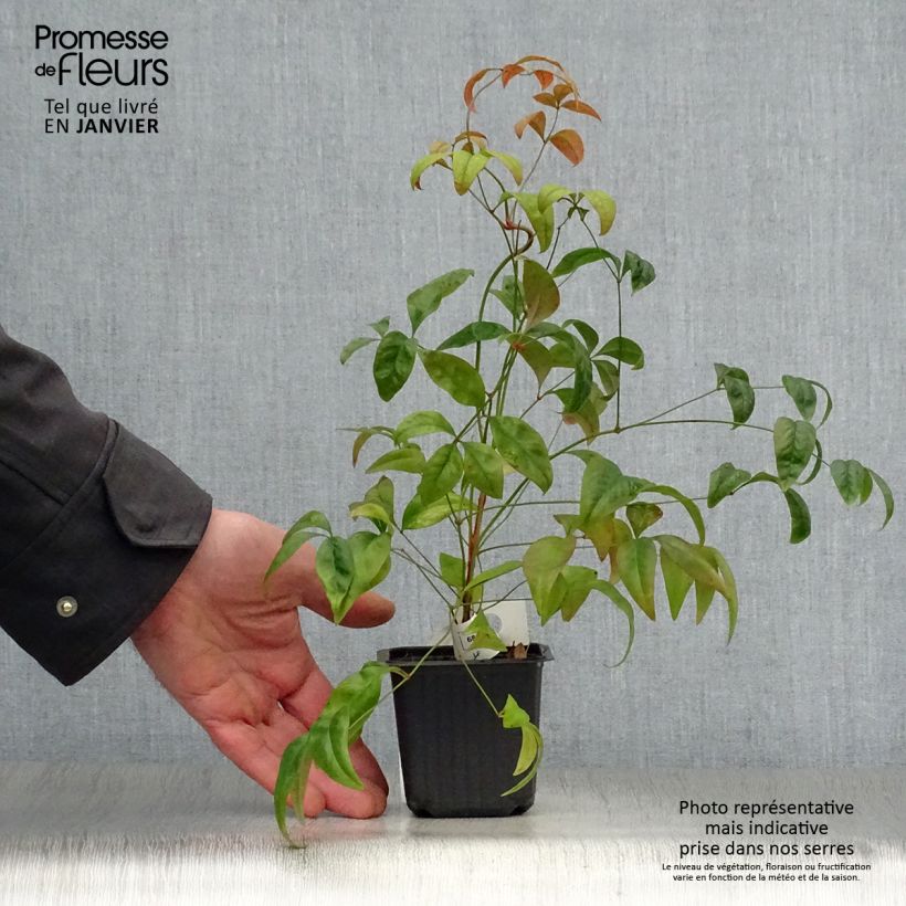 Amostra de Nandina domestica Fire Power Vaso de 8/9 cm tal como entregue no inverno