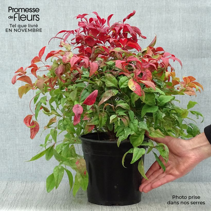 Amostra de Nandina domestica Fire Power Vaso de 4 L/5 L tal como entregue no outono