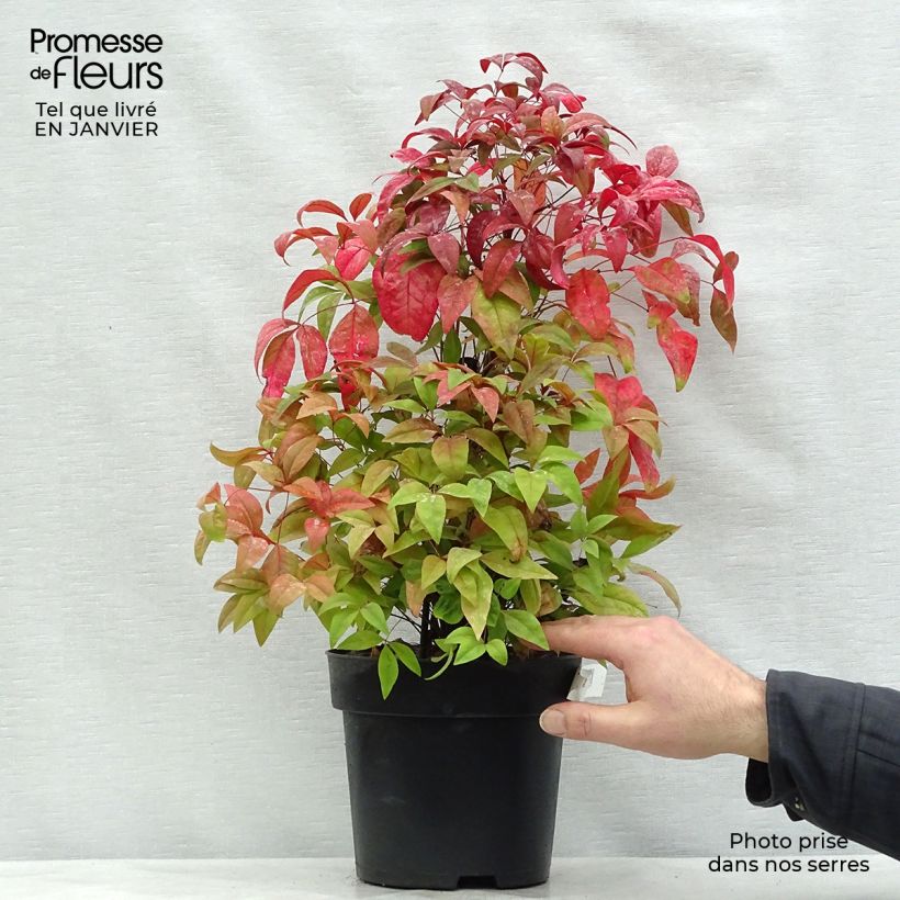 Amostra de Nandina domestica Fire Power Vaso de 4 L/5 L tal como entregue no inverno
