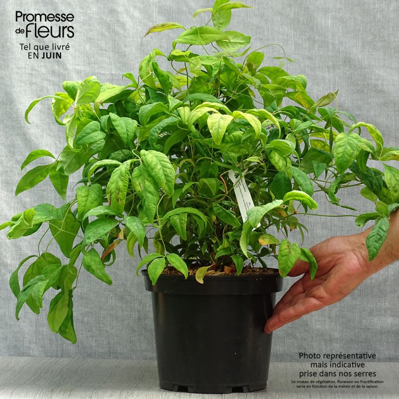 Amostra de Nandina domestica Fire Power Vaso de 4 L/5 L tal como entregue no verão