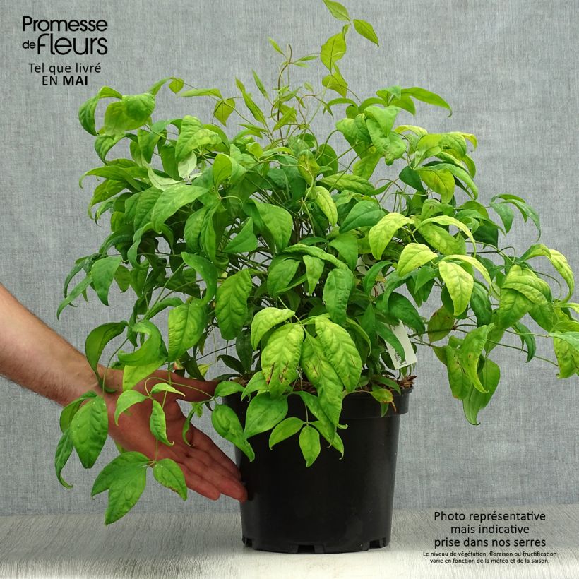 Amostra de Nandina domestica Fire Power Vaso de 4 L/5 L tal como entregue na primavera